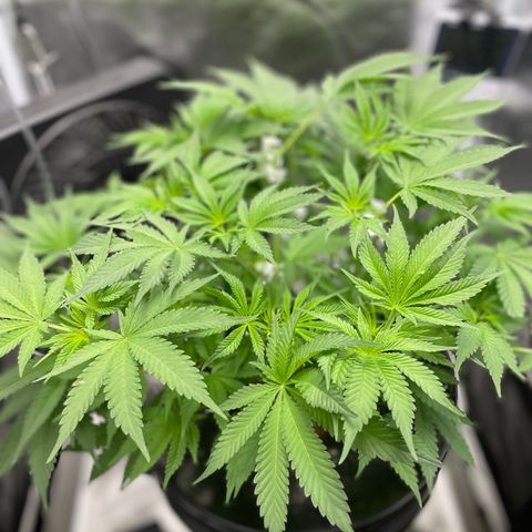 Agatha growlog timeline photo