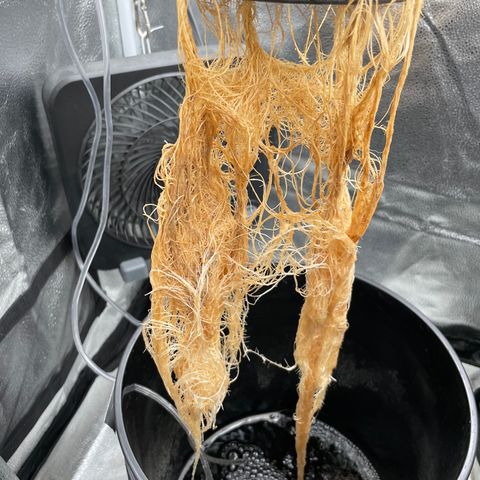 Agatha growlog timeline photo