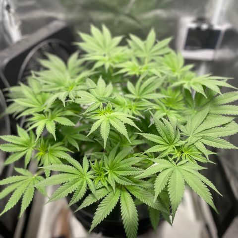 Agatha growlog timeline photo