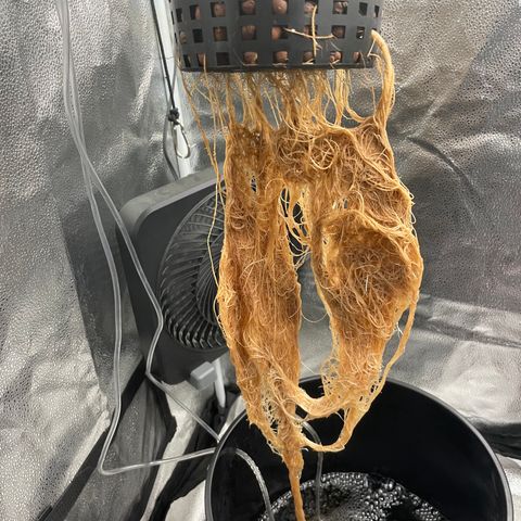 Agatha growlog timeline photo