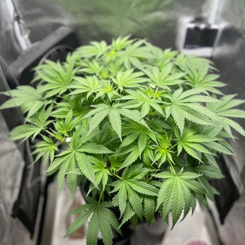 Agatha growlog timeline photo