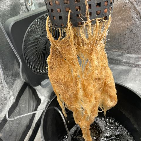 Agatha growlog timeline photo