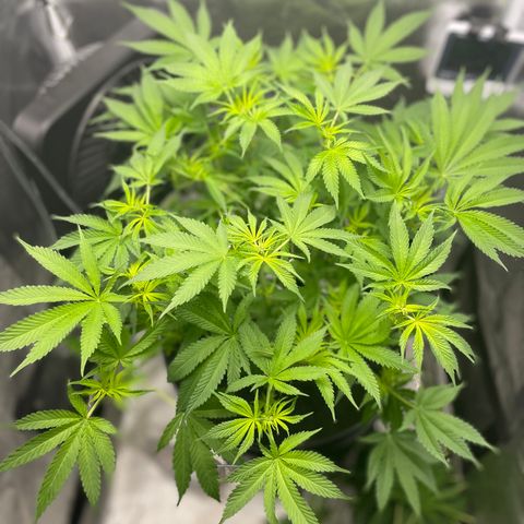 Agatha growlog timeline photo