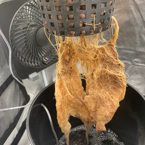 Agatha growlog timeline photo
