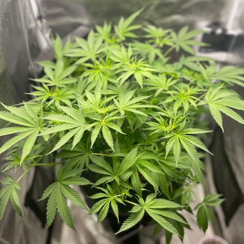 Agatha growlog timeline photo