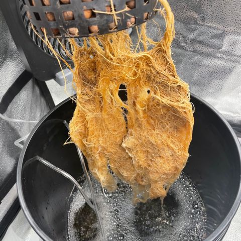 Agatha growlog timeline photo