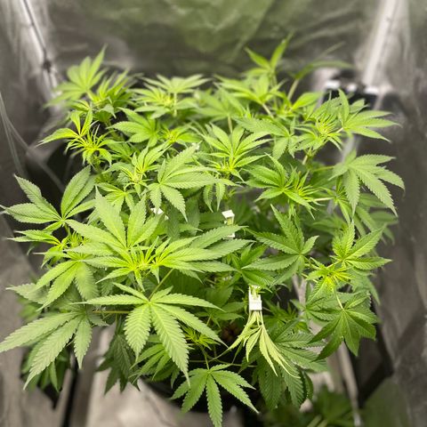 Agatha growlog timeline photo