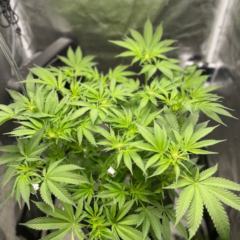 Agatha growlog timeline photo
