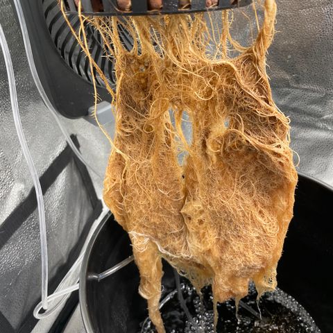 Agatha growlog timeline photo