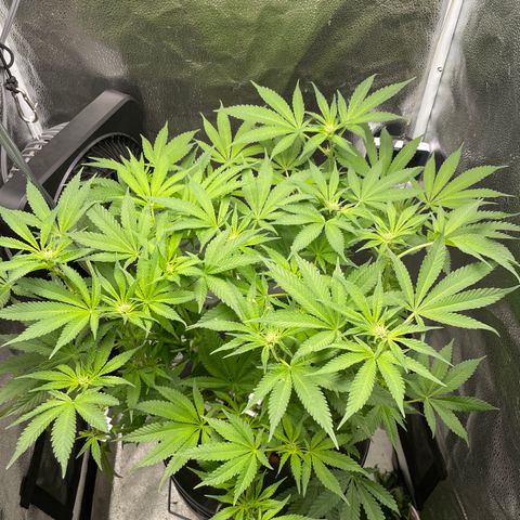 Agatha growlog timeline photo