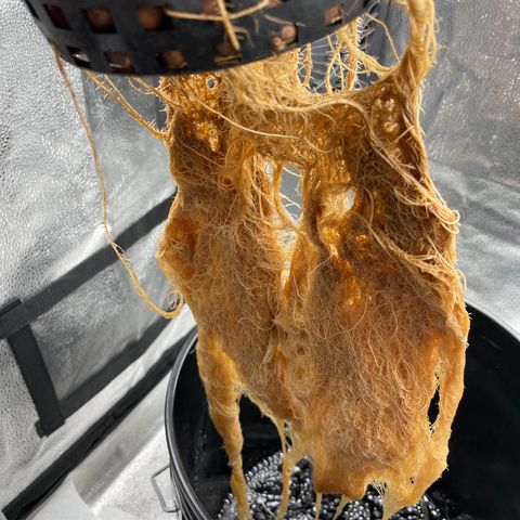 Agatha growlog timeline photo