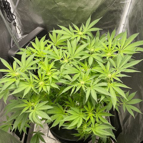 Agatha growlog timeline photo
