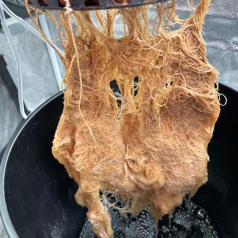 Agatha growlog timeline photo
