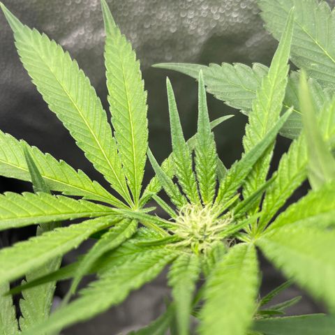 Agatha growlog timeline photo