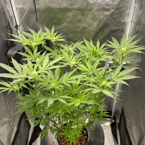 Agatha growlog timeline photo