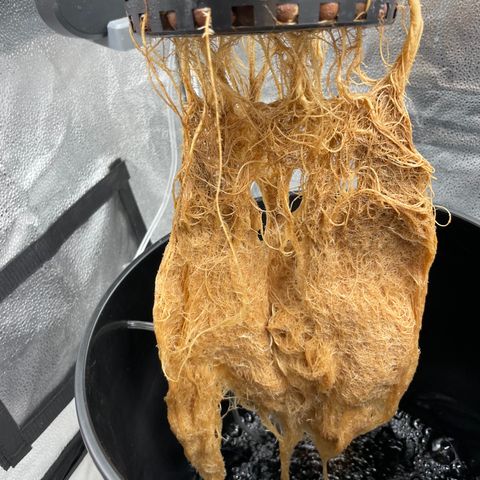 Agatha growlog timeline photo