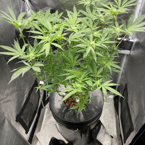 Agatha growlog timeline photo