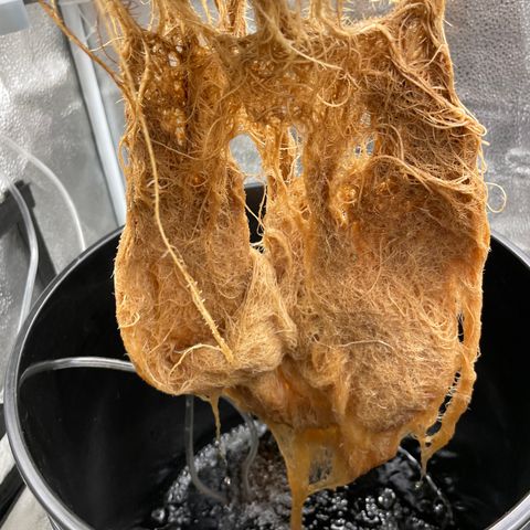 Agatha growlog timeline photo