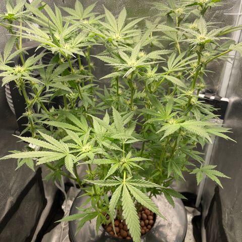 Agatha growlog timeline photo