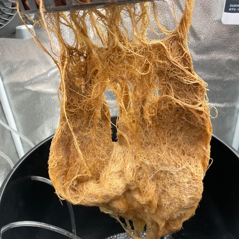 Agatha growlog timeline photo