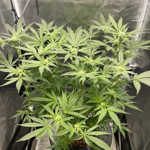 Agatha growlog timeline photo