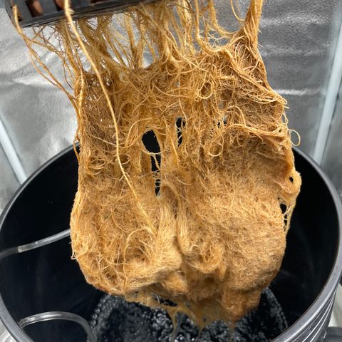 Agatha growlog timeline photo