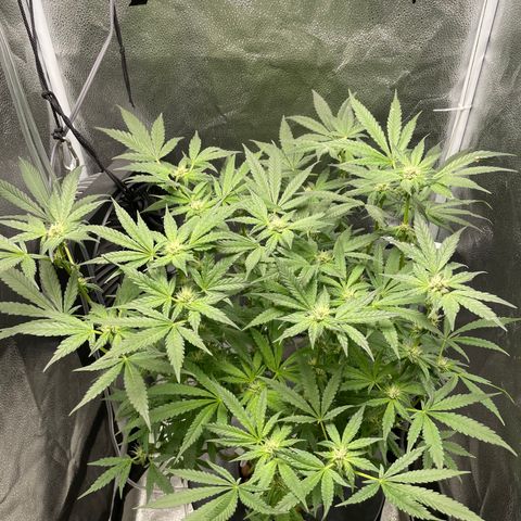 Agatha growlog timeline photo