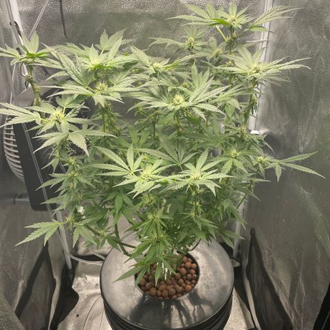 Agatha growlog timeline photo