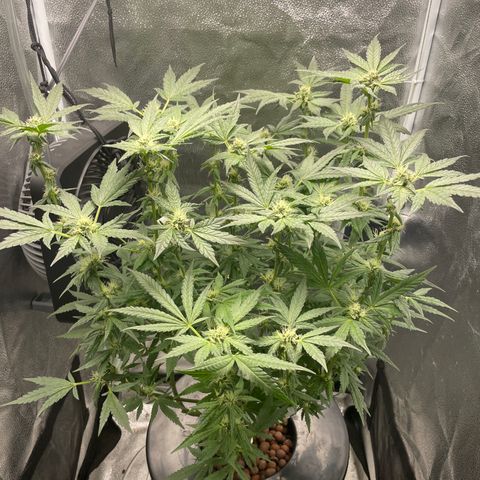 Agatha growlog timeline photo
