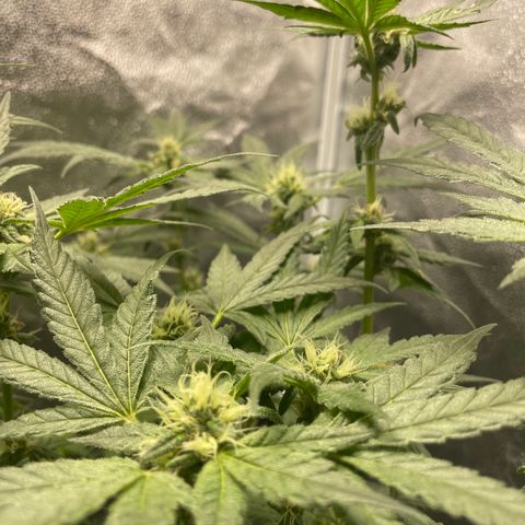 Agatha growlog timeline photo