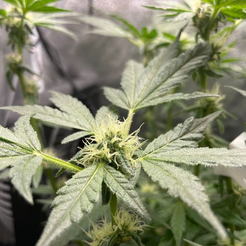 Agatha growlog timeline photo