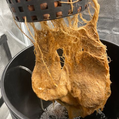 Agatha growlog timeline photo