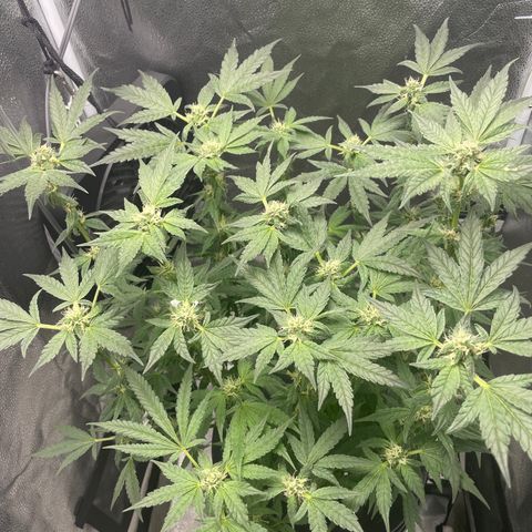 Agatha growlog timeline photo