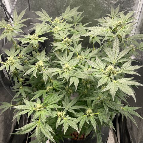 Agatha growlog timeline photo