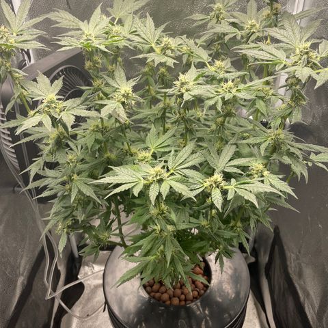 Agatha growlog timeline photo