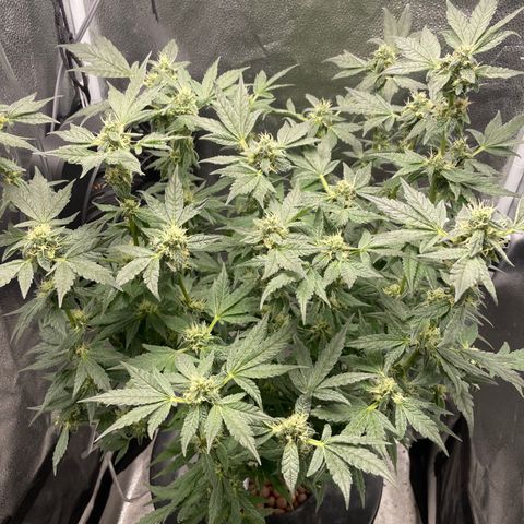 Agatha growlog timeline photo