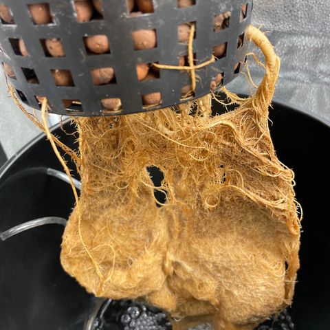 Agatha growlog timeline photo