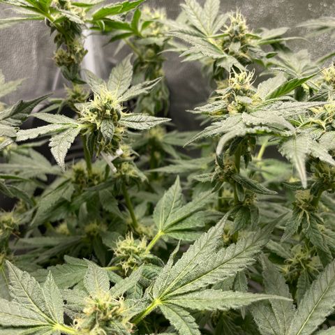 Agatha growlog timeline photo