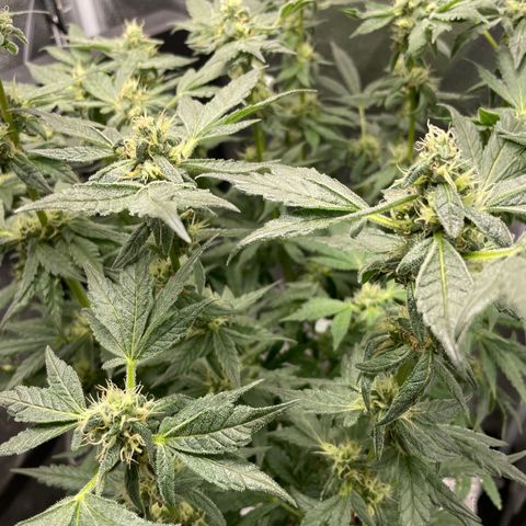 Agatha growlog timeline photo
