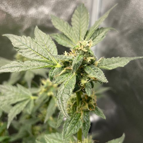 Agatha growlog timeline photo