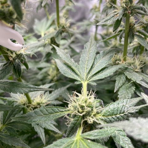 Agatha growlog timeline photo