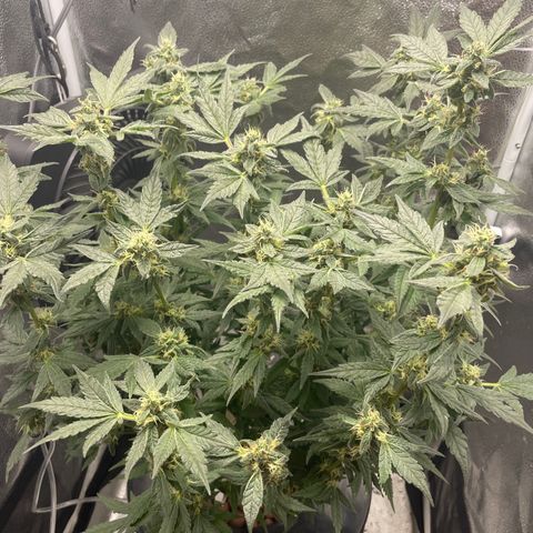 Agatha growlog timeline photo