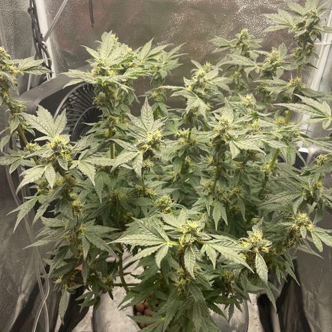 Agatha growlog timeline photo