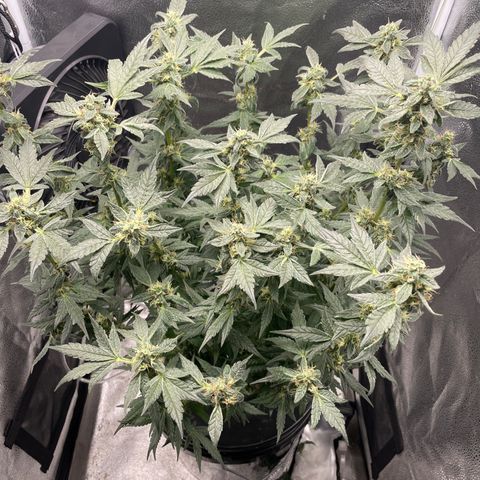 Agatha growlog timeline photo