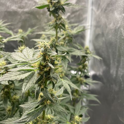 Agatha growlog timeline photo