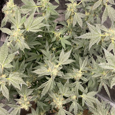 Agatha growlog timeline photo