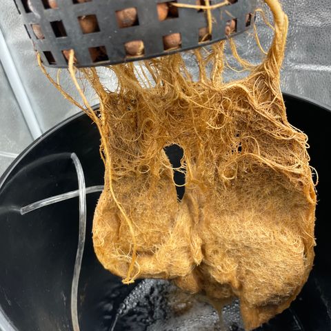 Agatha growlog timeline photo