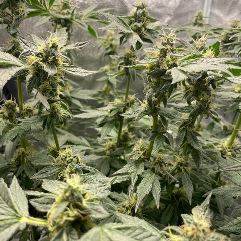 Agatha growlog timeline photo