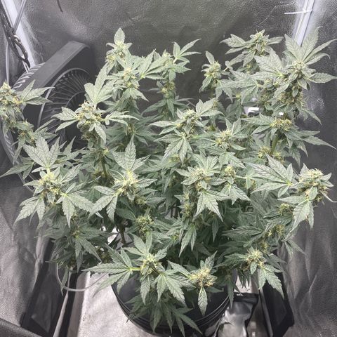 Agatha growlog timeline photo