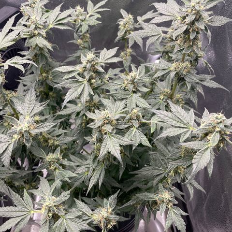 Agatha growlog timeline photo